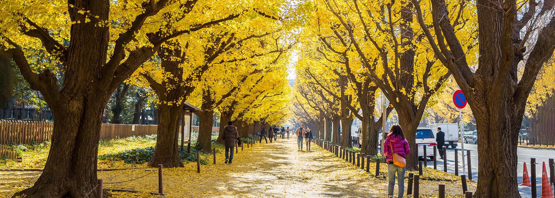 An Avenue of Golden Gingko Trees