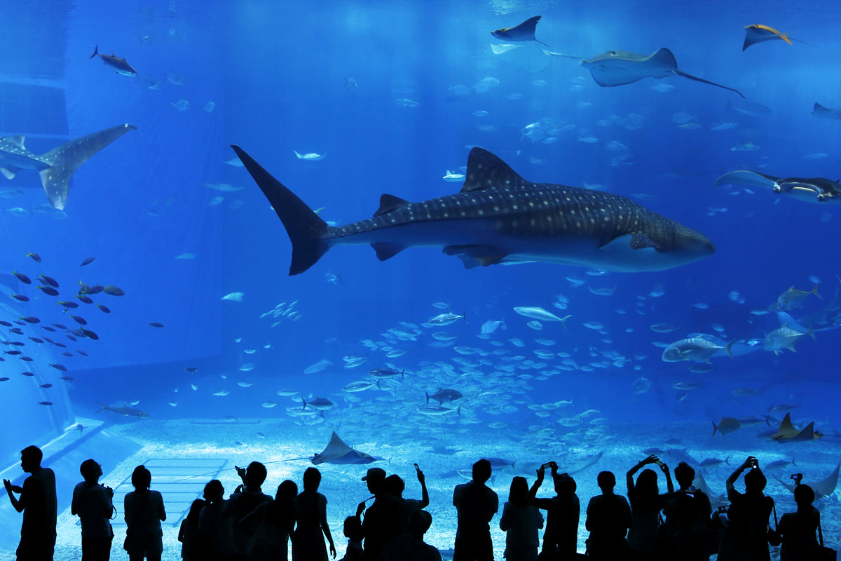 Okinawa Churaumi Aquarium