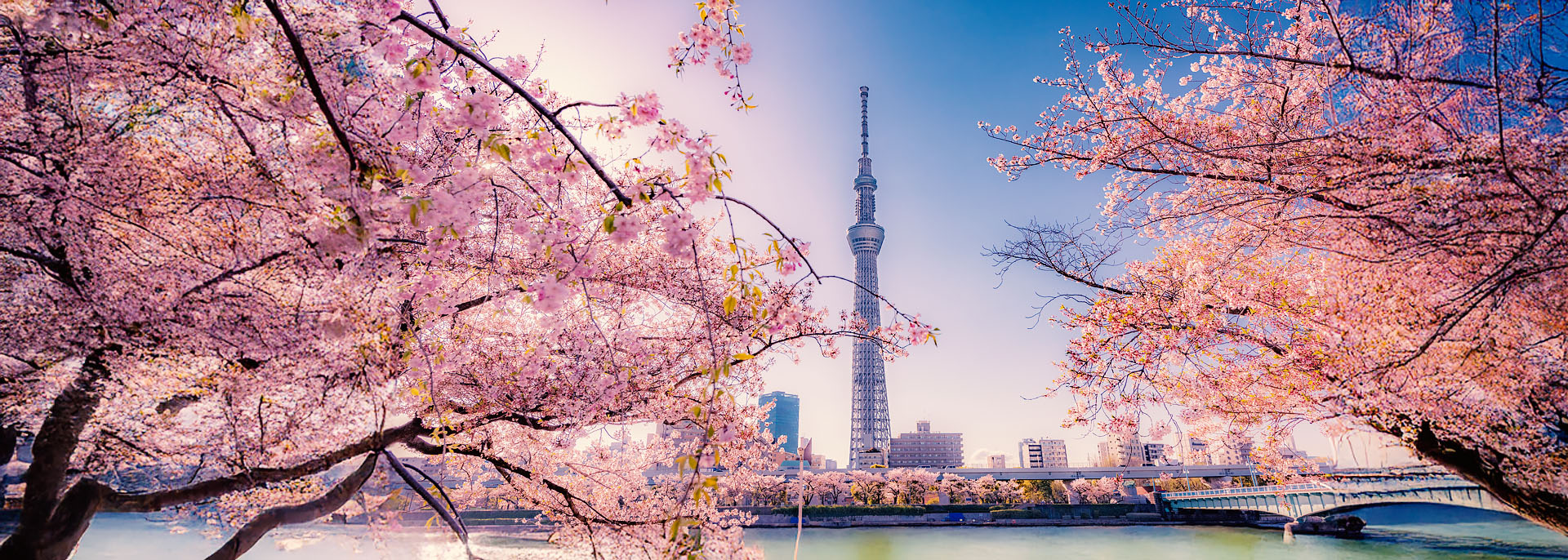 Spring's pink bloom