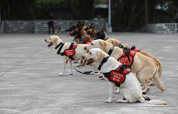 K9 Polizeihund