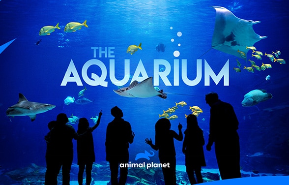 The Aquarium S1