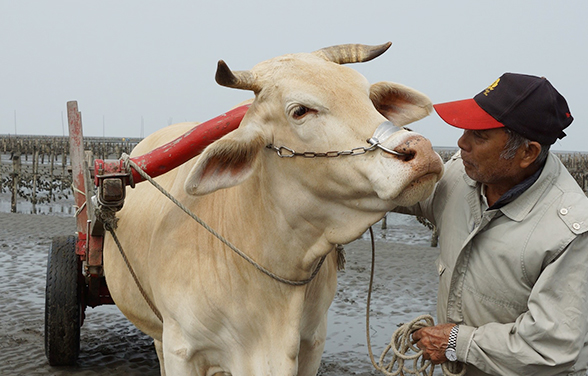 Oxen and the Changing Times