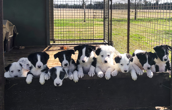 Muster Dogs