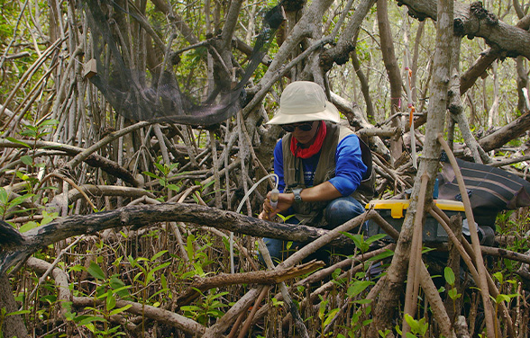 Shield : The Living Wall of The Caribbean