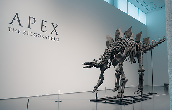 Bones of Contention: The Global Dinosaur Skeleton Trade