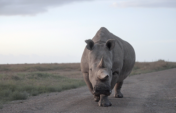 The Last Rhinos: A New Hope