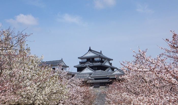 松山城櫻花