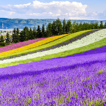 花開日韓，奔赴新程