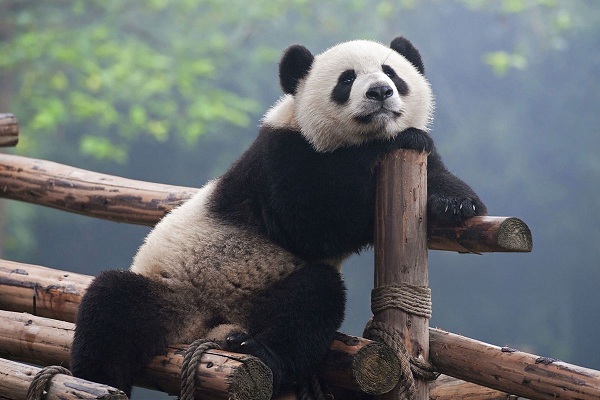 TFU_panda_600x400 TFU_panda_600x400